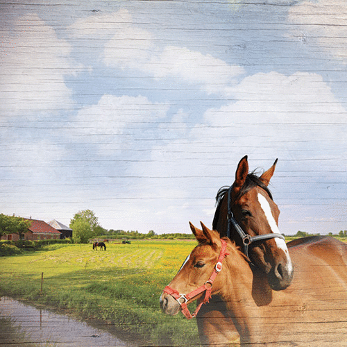 Paper House Productions - Horse Collection - 12 x 12 Paper - Hold Your Horses