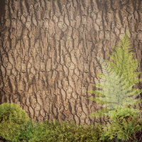 Paper House Productions - Summer Camp Collection - 12 x 12 Paper - Tree Bark