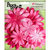 Petaloo - Flora Doodles Collection - Layering Fabric and Glitter Flowers - Daisies - Large - Fuschia