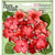 Petaloo - Flora Doodles Collection - Velvet Hydrangeas - Red
