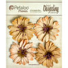 Petaloo - Darjeeling Collection - Floral Embellishments - Daisies - Shabby Beige