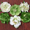 Petaloo - Canterbury Collection - Roses - Lime