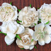 Petaloo - Canterbury Collection - Roses - Vanilla