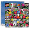 Donna Salazar - Memory Mosaics Collection - 12 x 12 Double Sided Paper - Flowers and Nature, CLEARANCE