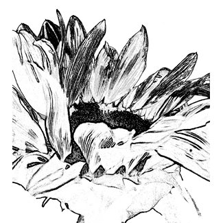 Donna Salazar - Grandma's Garden Collection - Cling Mounted Rubber Stamp - Sunflower, CLEARANCE