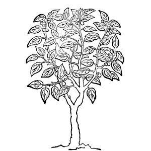 Donna Salazar - Weathered Winter Collection - Cling Mounted Rubber Stamp - Partridge in a Pear Tree, CLEARANCE