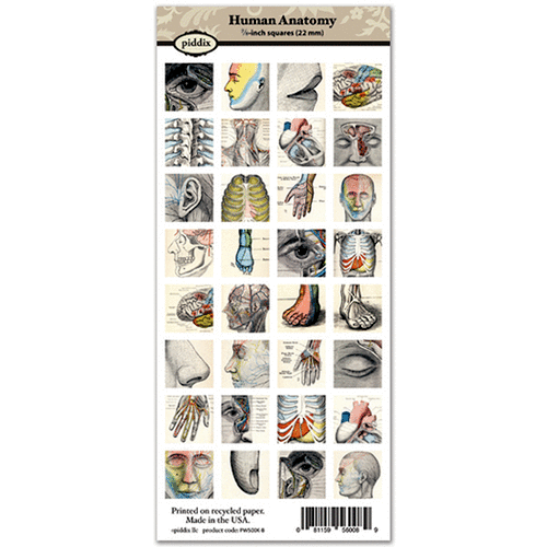 Piddix - Collage Sheet - 7/8 Inch Square Tile Images - Human Anatomy