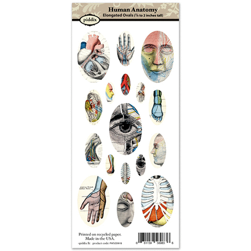 Piddix - Collage Sheet - Elongated Ovals - Human Anatomy