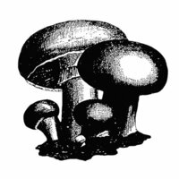 Stamper's Anonymous - Donna Salazar - Cling Mounted Rubber Stamp Set - Mushroom