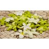 Prima - E Line - Flower Embellishments - Green Mix 2, CLEARANCE