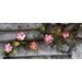 Prima - Petite Fleur Vine Collection - Flower Vine - Cherry Blossom