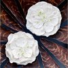 Prima - Fiesta Flowers Collection - Flowers - Glaze