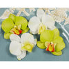 Prima - Island Orchid Collection - Flower Embellishments - Amazon, CLEARANCE