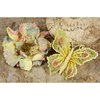 Prima - Bengali Blooms Collection - Butterfly and Flower Embellishments - Pastel