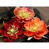 Prima - Primrosa Collection - Fabric Flower Embellishments - Sangria
