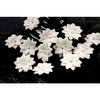 Prima - Innoscence Collection - Flower Embellishments - Mix 5, CLEARANCE