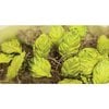 Prima - Mulberry Rose Leaves - Light Green