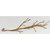 Prima - Blossoming Branches Collection - Branch Embellishments - Walnut
