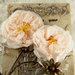 Prima - Parfait Collection - Fabric Flower Embellishments - Blush
