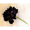 Prima - Engraver Collection - Flower Embellishments - Black