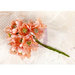 Prima - Lyric Collection - Flower Embellishments - Peach