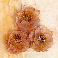Prima - Engraver Collection - Fabric Flower Embellishments - Light Brown