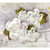 Prima - Tatiana Collection - Flower Embellishments - White