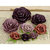 Prima - Charlotte Collection - Flower Embellishments - 4