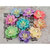 Prima - Lucido Collection - Flower Embellishments - 1
