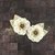 Prima - Capri Collection - Flower Embellishments - Sauvignon