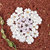 Prima - Pura Collection - Flower Embellishments - Adelita