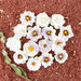 Prima - Pura Collection - Flower Embellishments - Lalia