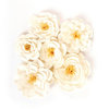 Prima - Flower Embellishments - Ackerly