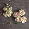 Prima - Relics and Artifacts - Flower Embellishments - Sweet Violets Festoon