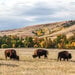 Reminisce - The Black Hills Collection - 12 x 12 Double Sided Paper - Custer State Park