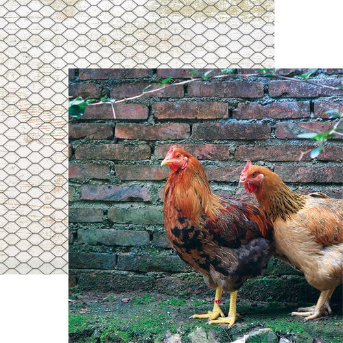 Reminisce - Chicken Life Collection - 12 x 12 Double Sided Paper - Pecking Order