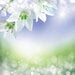 Reminisce - Easter Time Collection - 12 x 12 Double Sided Paper - Easter Lilies