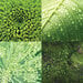 Reminisce - Nature's Textures Collection - 12 x 12 Double Sided Paper - Forest Greens