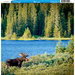Reminisce - Customs Collection - 12 x 12 Single Sided Paper - Alaskan Moose