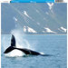 Reminisce - Customs Collection - 12 x 12 Single Sided Paper - Whale Watching