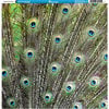 Reminisce - Animal Prints Collection - 12 x 12 Single Sided Paper - Peacock