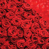 Reminisce - Romantique Collection - 12 x 12 Double Sided Paper - Dozens of Roses