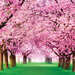 Reminisce - Springtime Collection - 12 x 12 Double Sided Paper - Cherry Trees