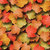 Scrapbook Customs - United States Collection - 12 x 12 Paper - Autumn Leaves