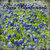 Scrapbook Customs - United States Collection - 12 x 12 Single Sided Paper - Bluebonnets