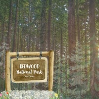 Scrapbook Customs - United States National Parks Collection - 12 x 12 Double Sided Paper - Redwood Watercolor