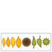 Spellbinders - Shapeabilities Collection - D-Lites Die - Create A Sunflower