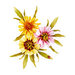 Spellbinders - Susan's Autumn Flora Collection - Etched Dies - Coreopsis