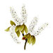 Spellbinders - Susan's Spring Flora Collection - Etched Dies - Spirea Bridal Wreath