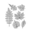 Stampers Anonymous - Tim Holtz - Cling Mounted Rubber Stamp Set - Pressed Foliage